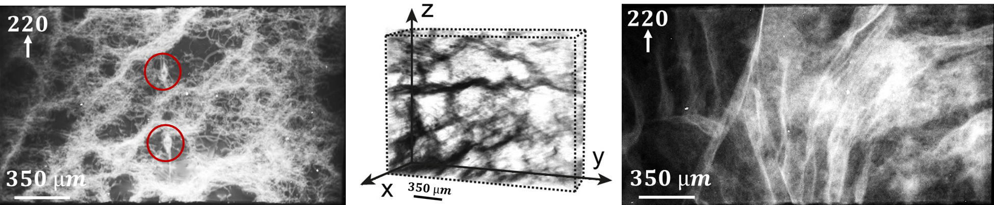 Network of dislocations in the bulk of indented GaAs